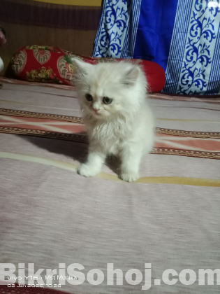 পারশিয়ান ক্যাড